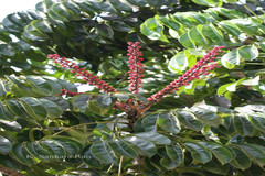 Schefflera actinophylla